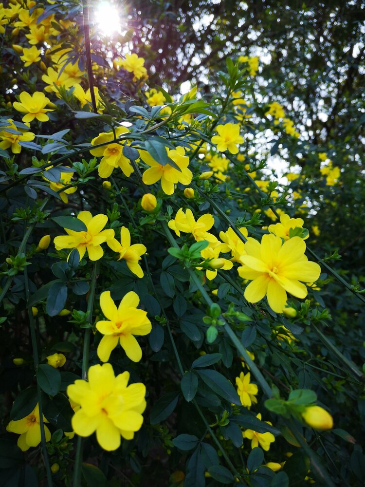 寻找春天的花草图片