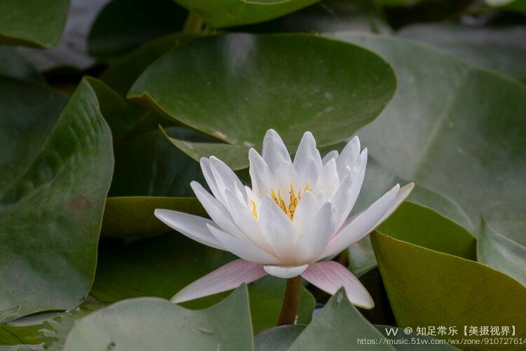 首發睡蓮花開