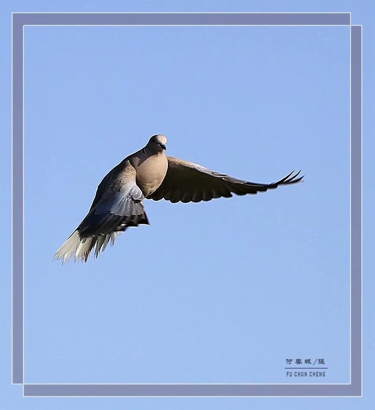 飞翔的布谷鸟飞翔的布谷鸟飞翔的布谷鸟飞翔的布谷鸟飞翔的布谷鸟