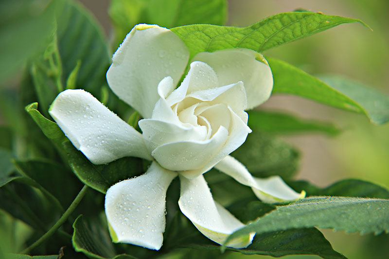 【那年,栀子花开】首发