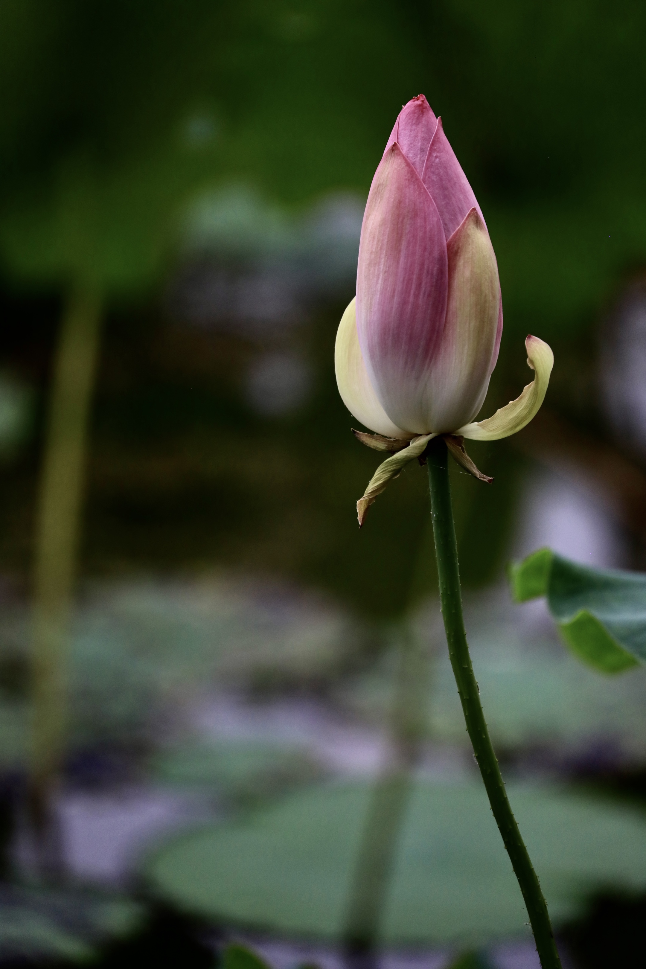 风摆荷叶催花开