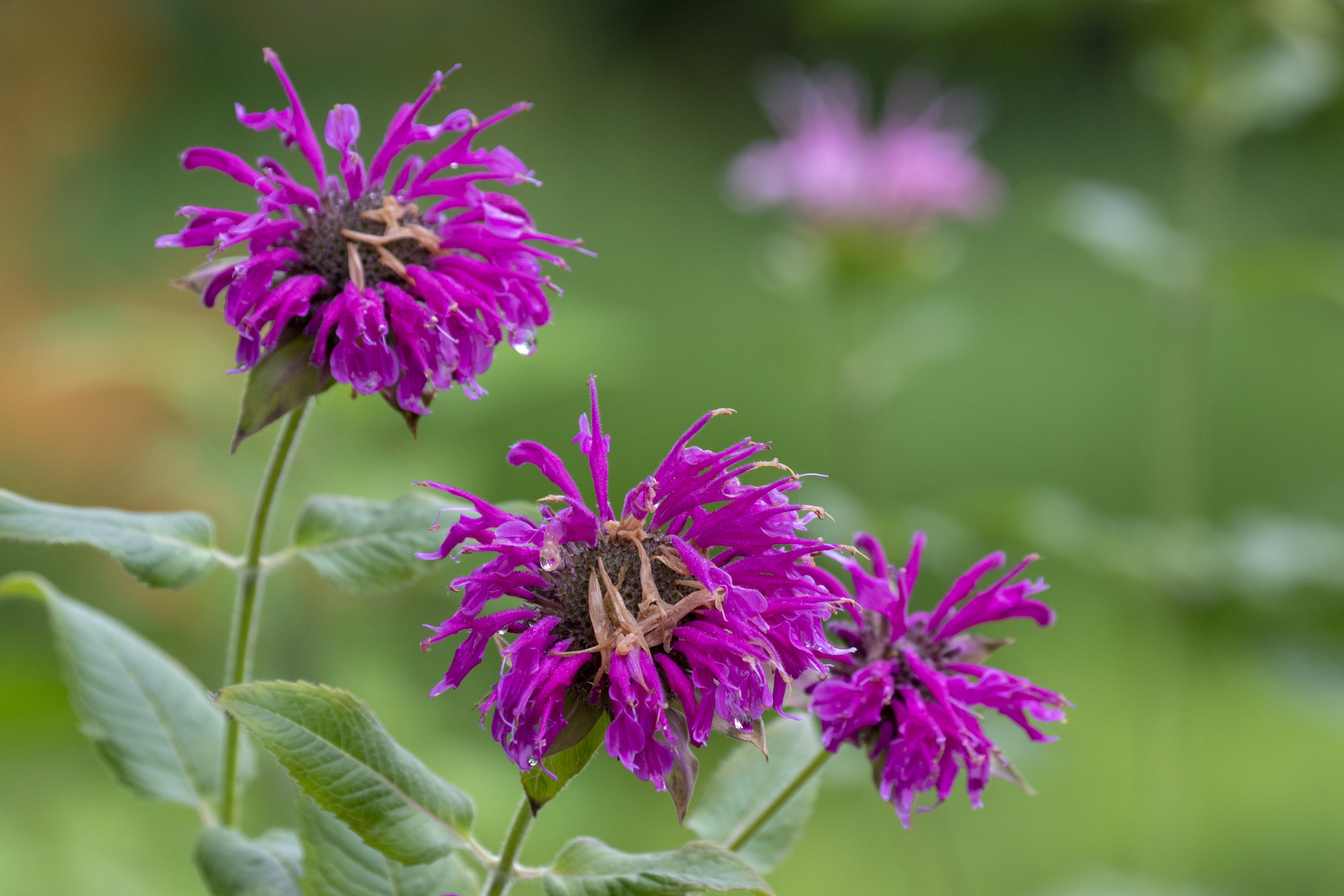 美国薄荷【vv首发】