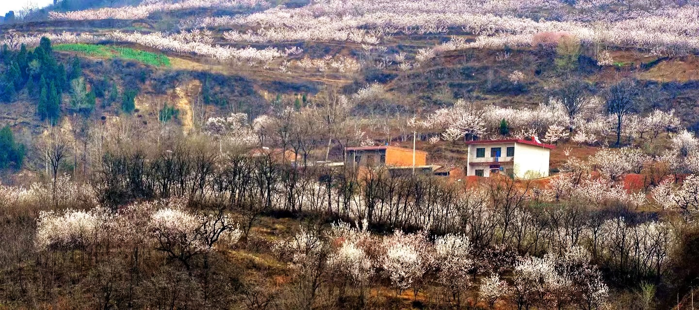 蓝田华胥杏花谷