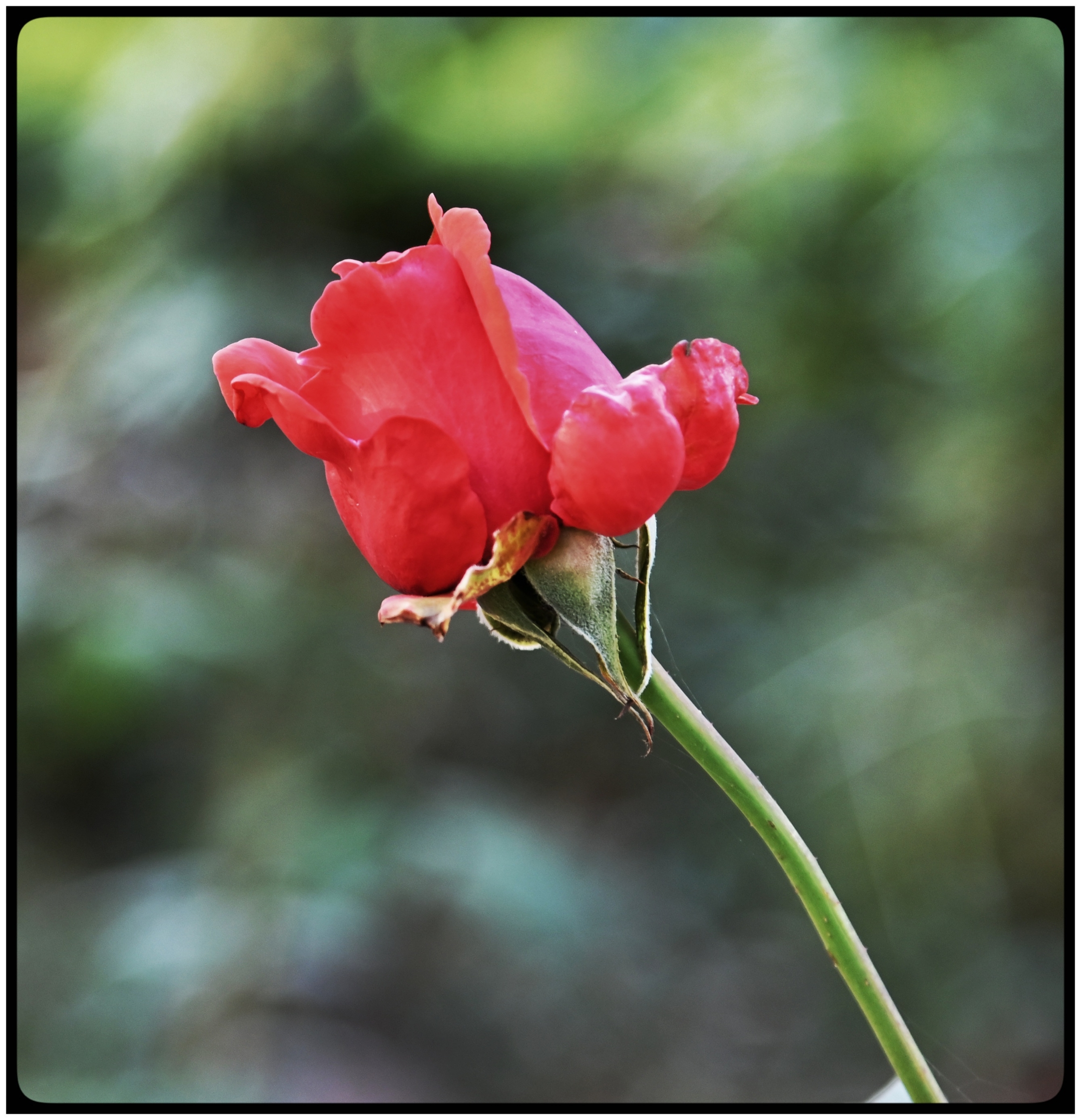 【首发】月季花蕊
