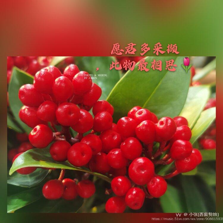 玲珑骰子安红豆入骨相思知不知vv首发