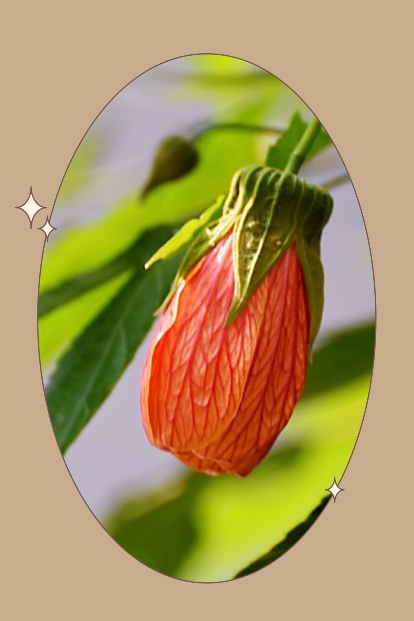 金铃花的花语:喜庆,吉祥,安宁,感恩!也代表著希望,自信.