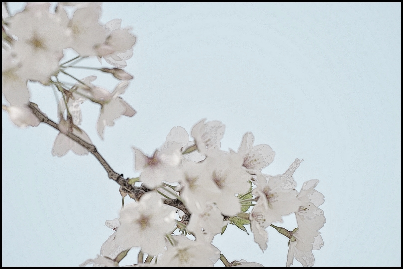 樱花雪