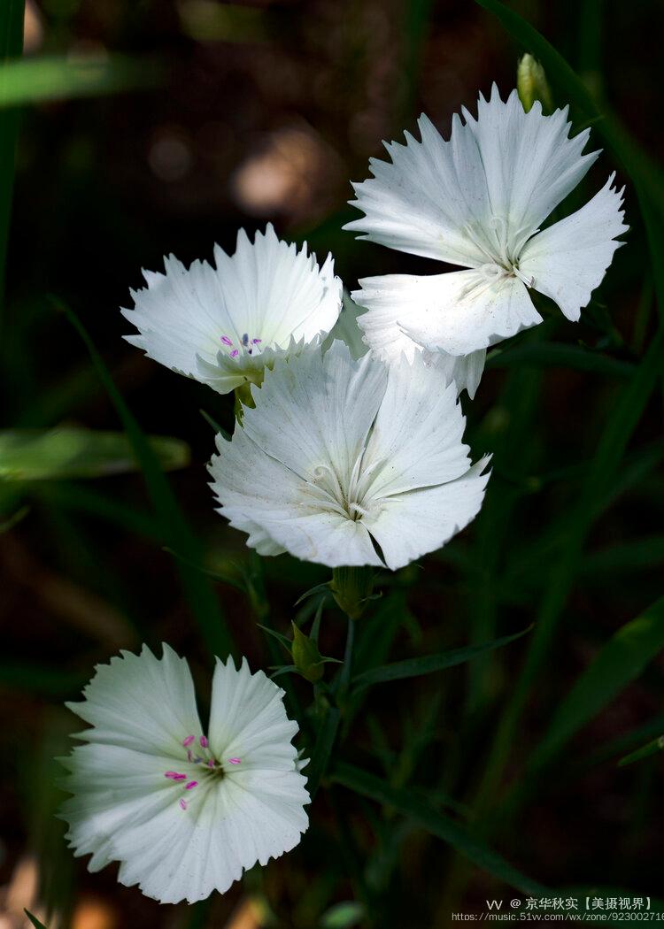 别名:中国沼竹,石竹子花),石竹科石竹属植物.