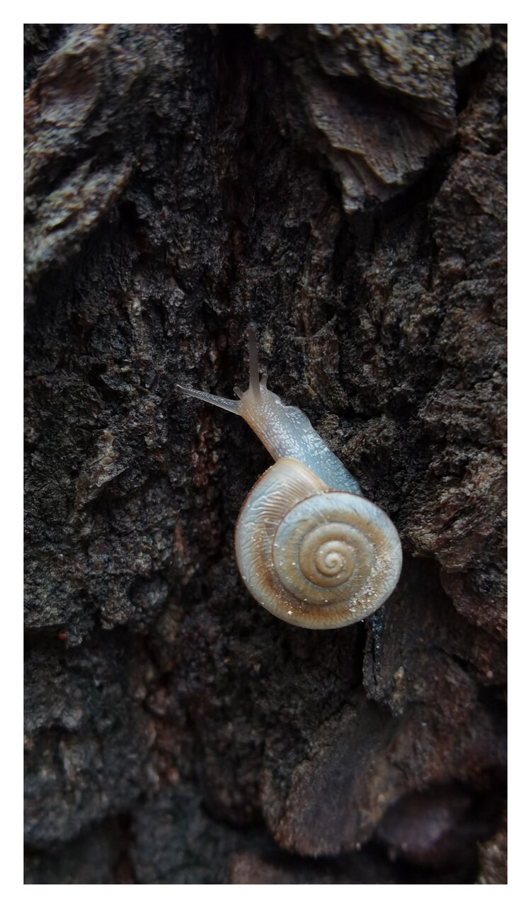 大自然中的小蜗牛2首发