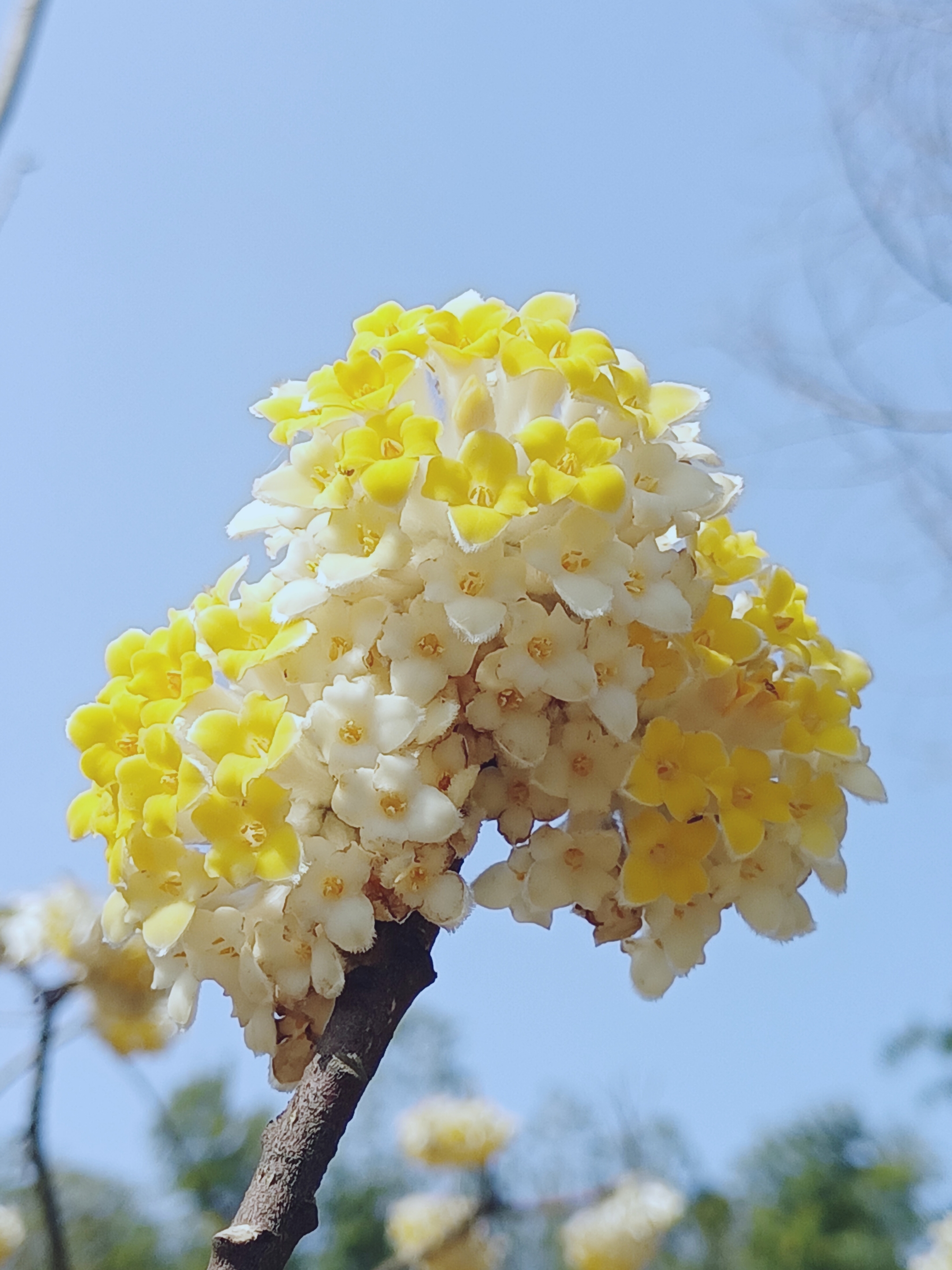 【首发】结香花香飘十里