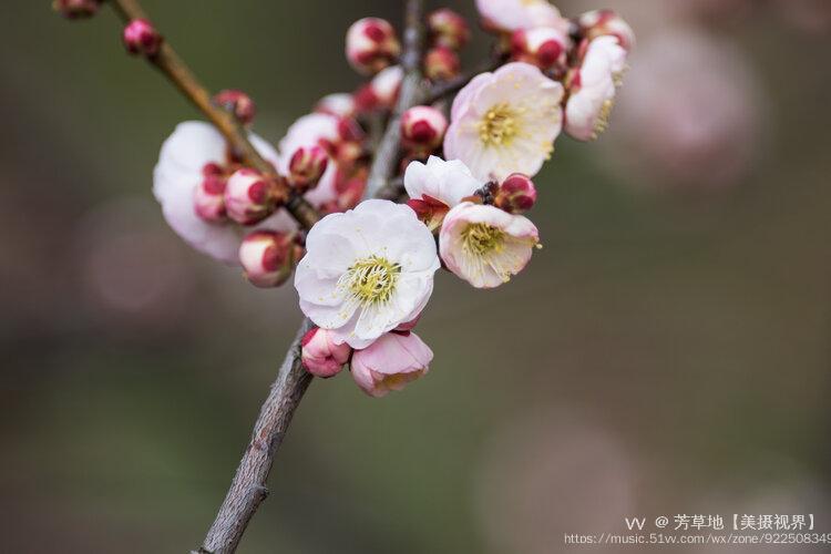 《梅花-王安石墙角数枝梅,凌寒独自开.遥知不是雪,为有暗香来.