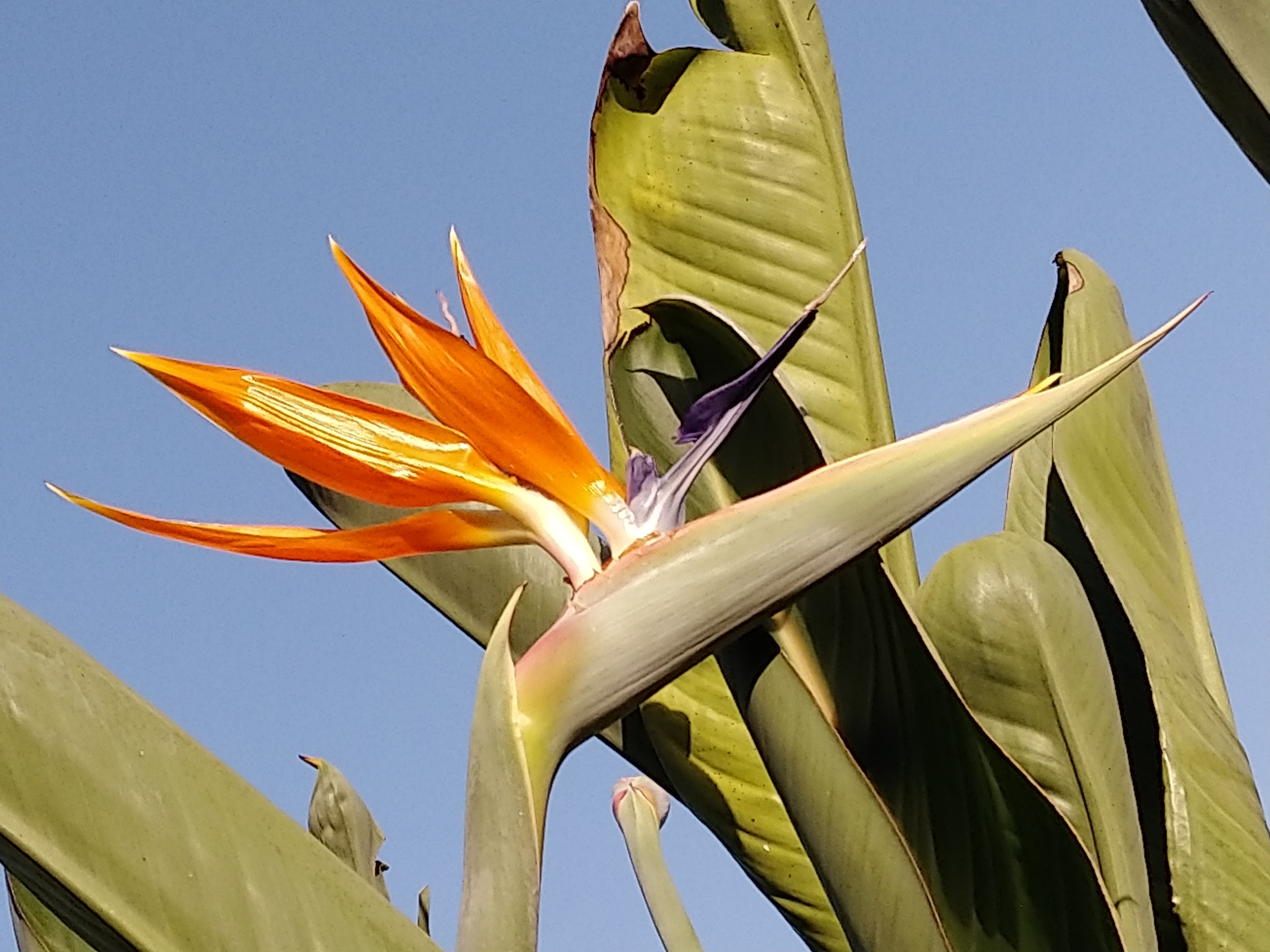 世界名花———天堂鸟