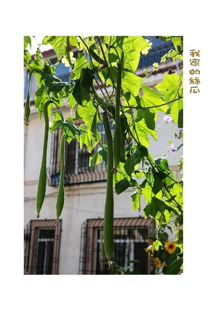 组诗丝瓜小汇
