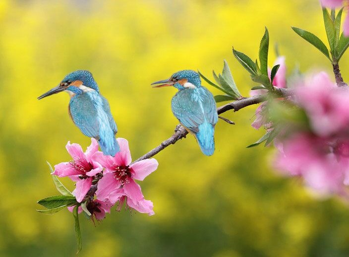 《鸟儿对花说》 演唱:胡蜜丹 图文制作:小雨 依歌捻句:十二首 春风送