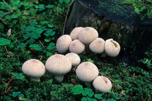 花脸蘑菇图片来源网络