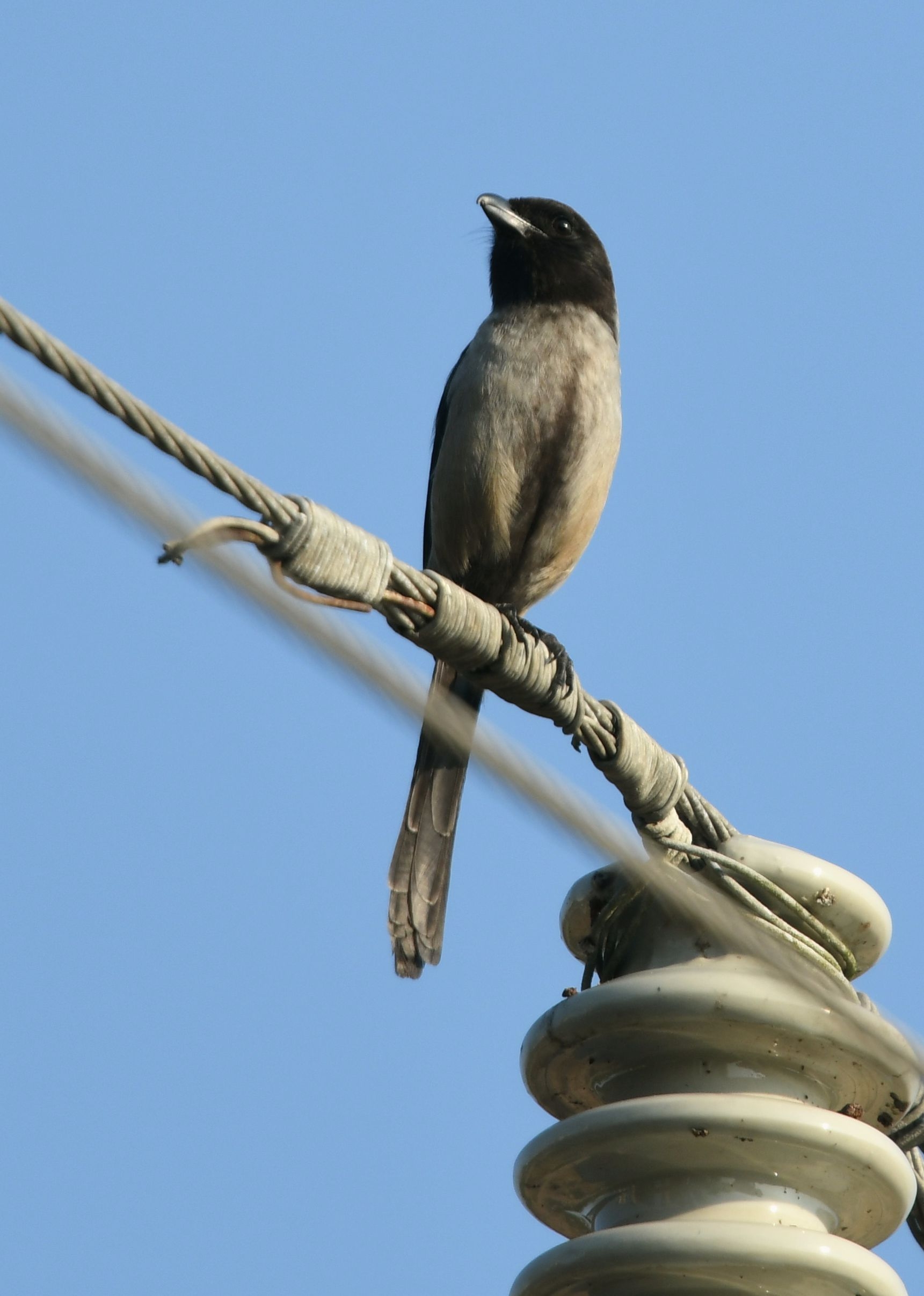 黑伯劳(棕背伯劳亚种)【首发】