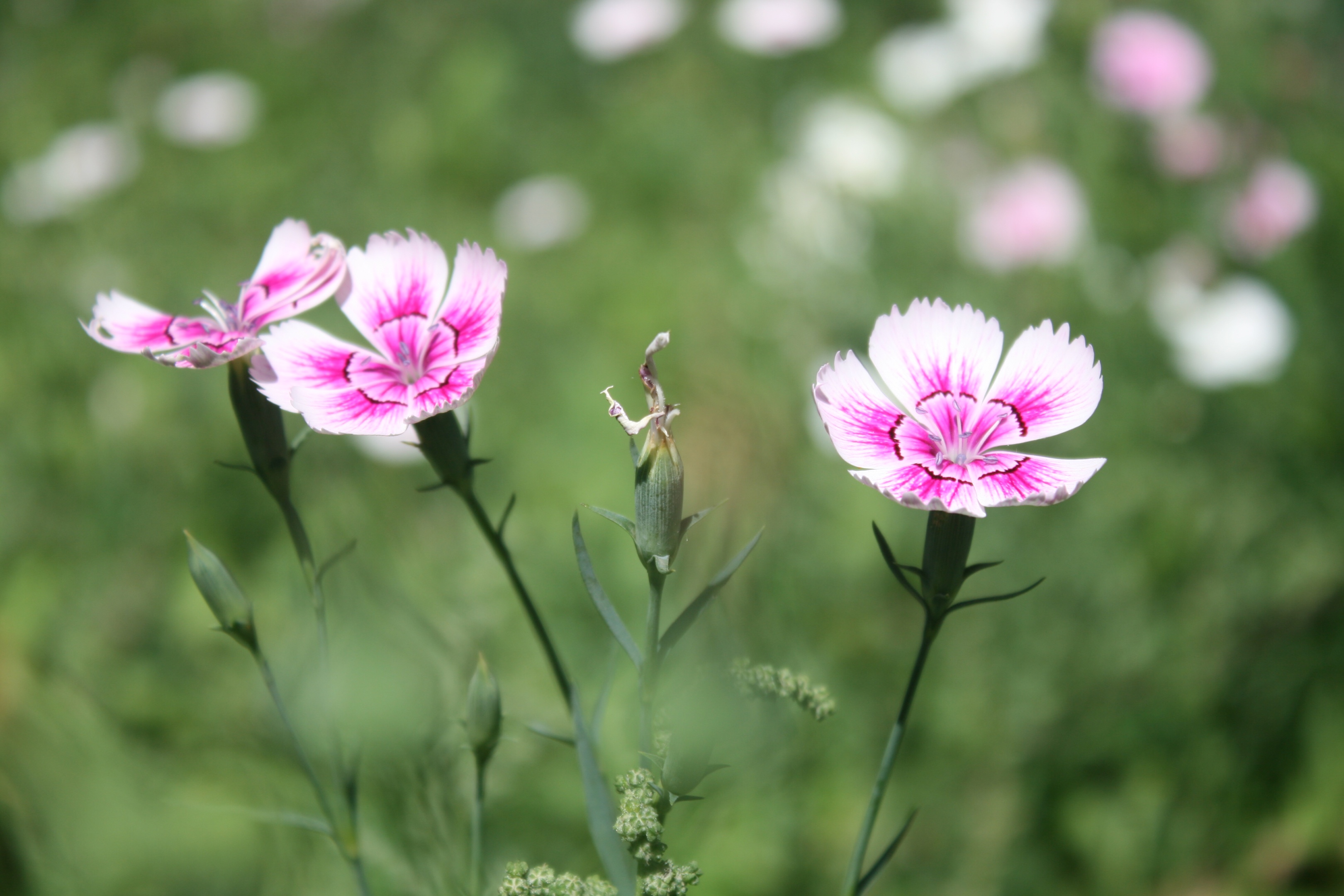 攀条夏荫绿, 幽径石竹红. 枝间花影动, 惊鸟数声鸣.