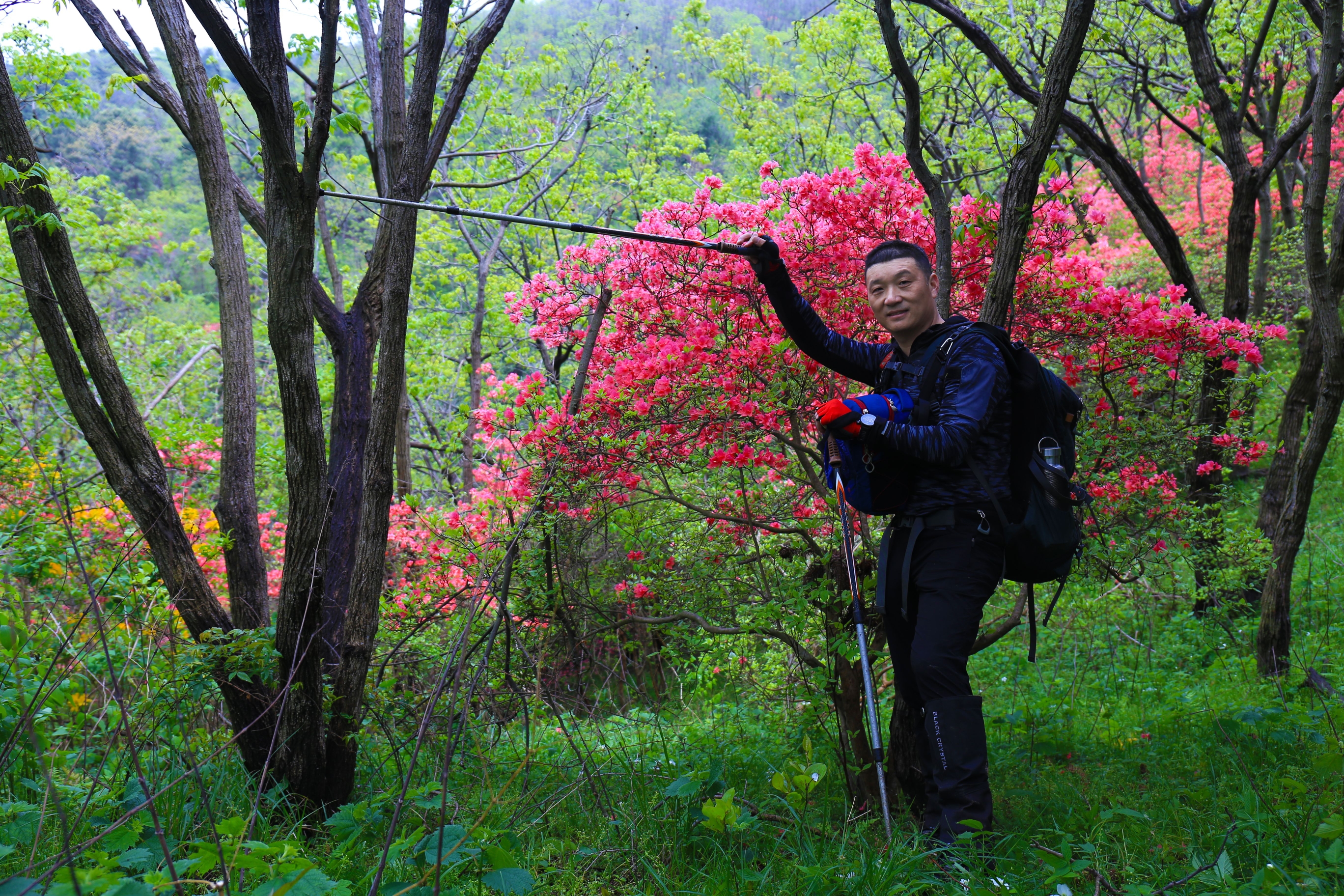 四月,杜鹃花开杜鹃鸟鸣 我们翘首以盼 多么希望逢见一个懂得的知己.