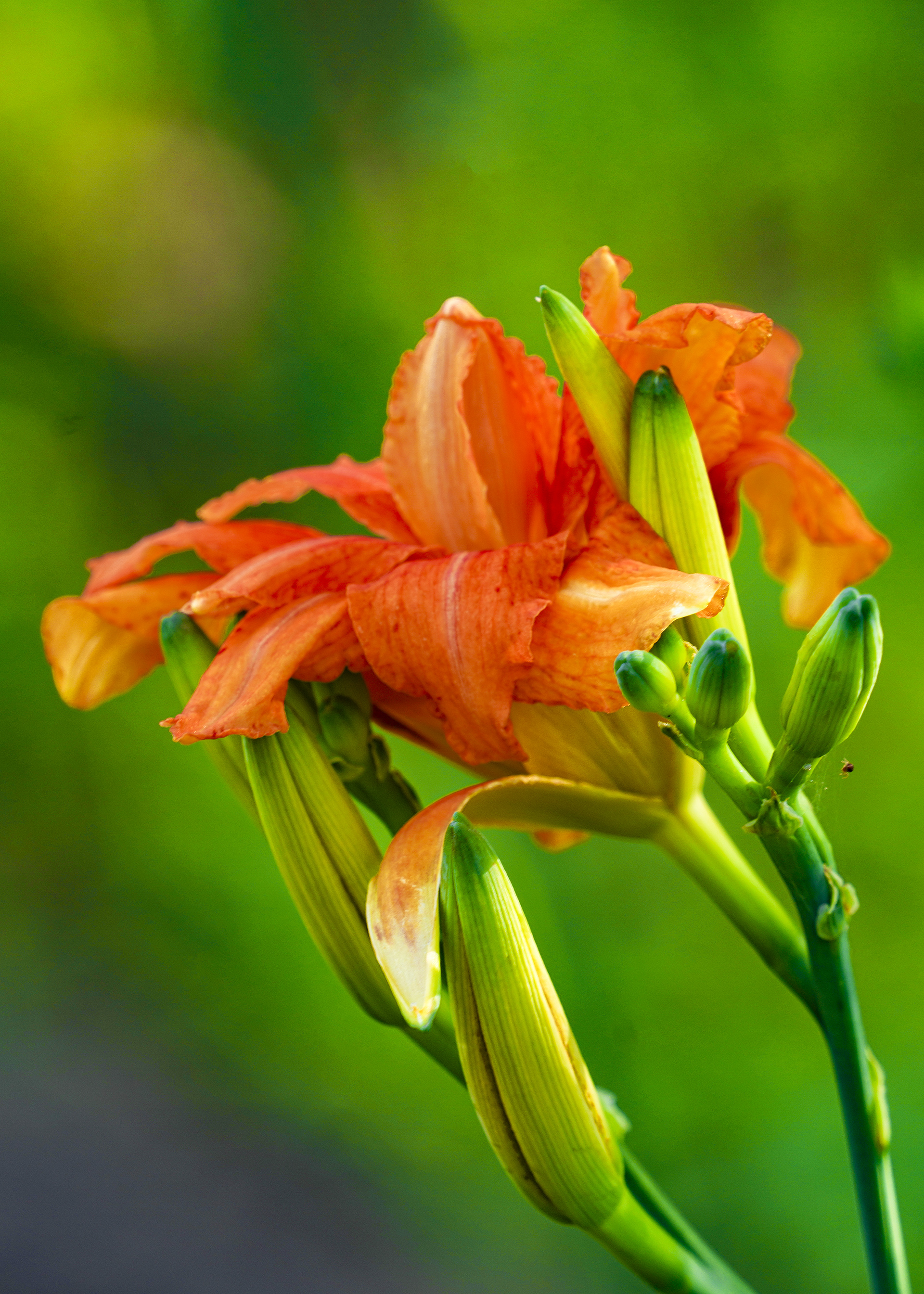 【首发】重瓣萱草花(2)