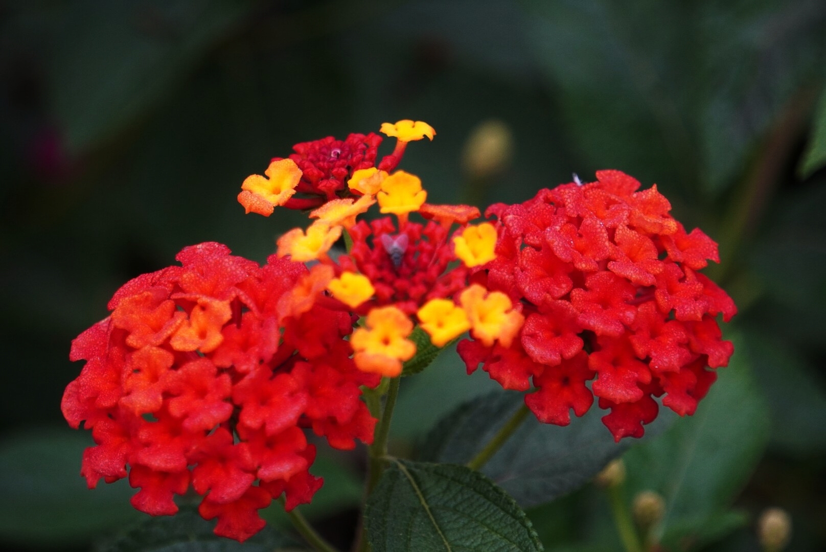 看见马缨丹花那么艳丽开,仿佛觉得明媚的春,温和的春又回来了,又来到