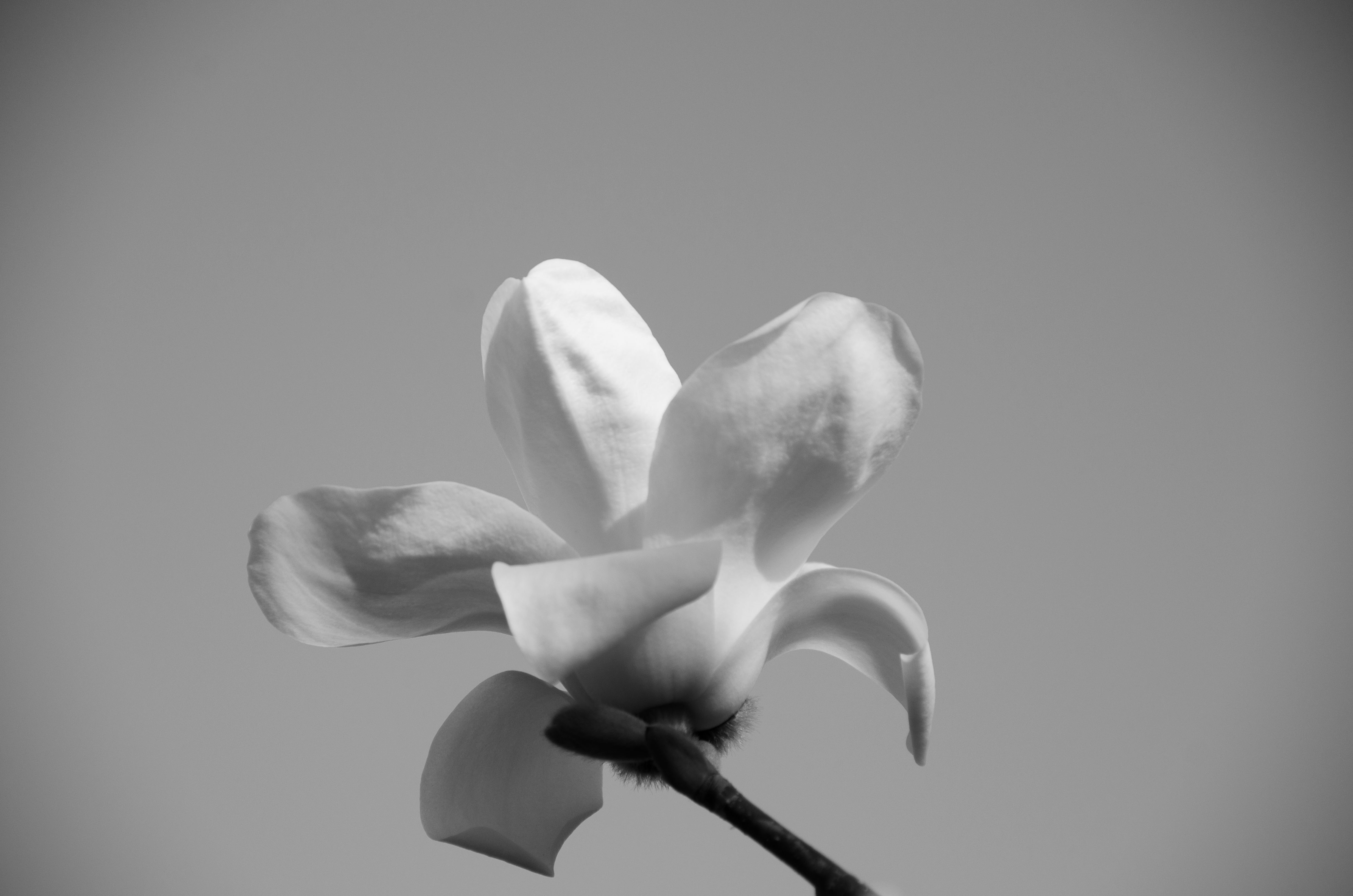 黑白色玉兰(首发)