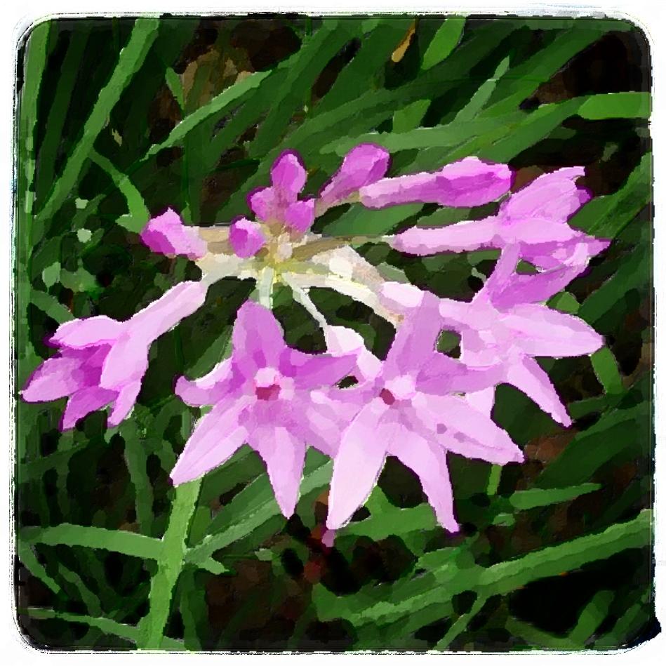 花的联想【原创首发】