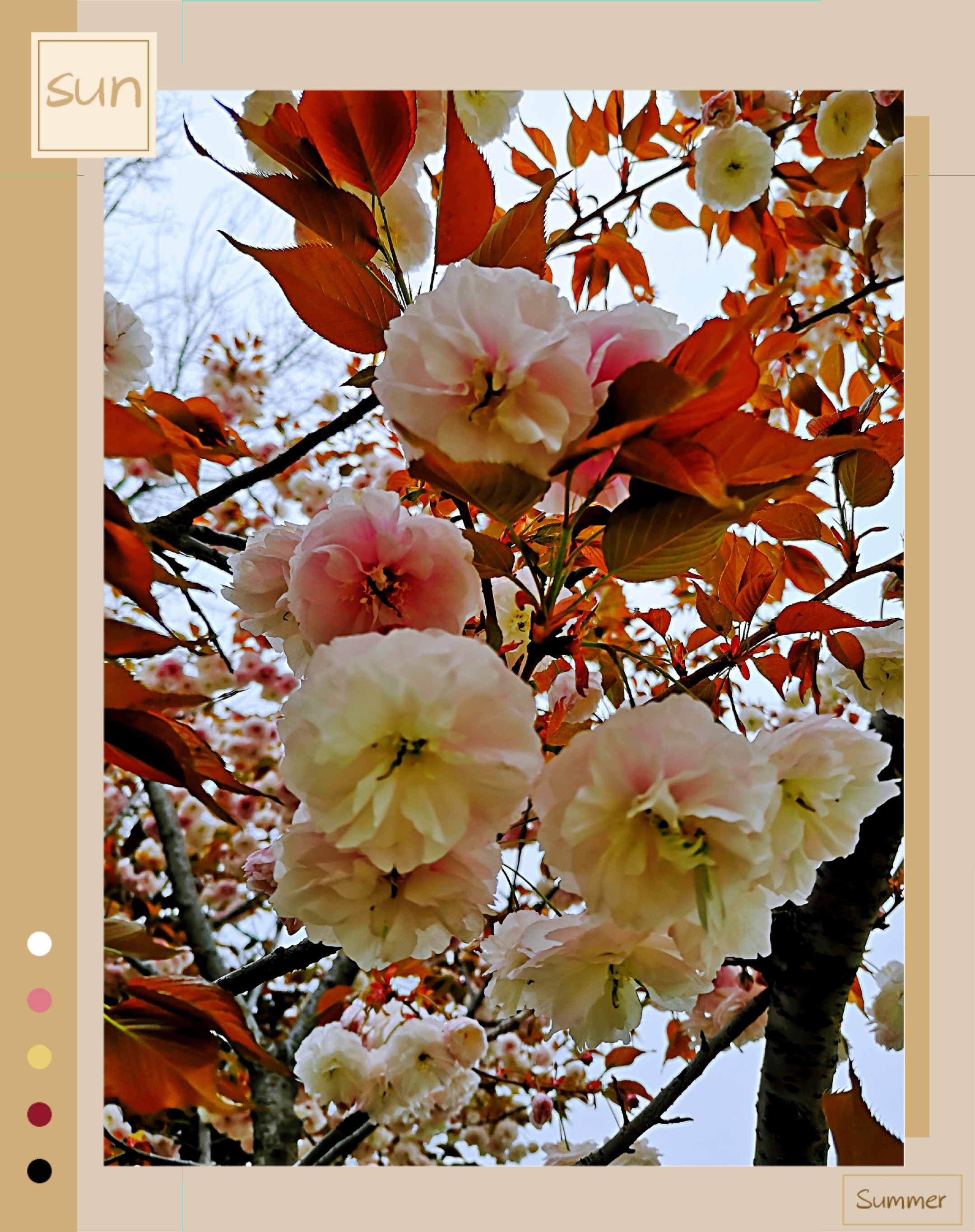 摄影首发//【美丽大岛樱】