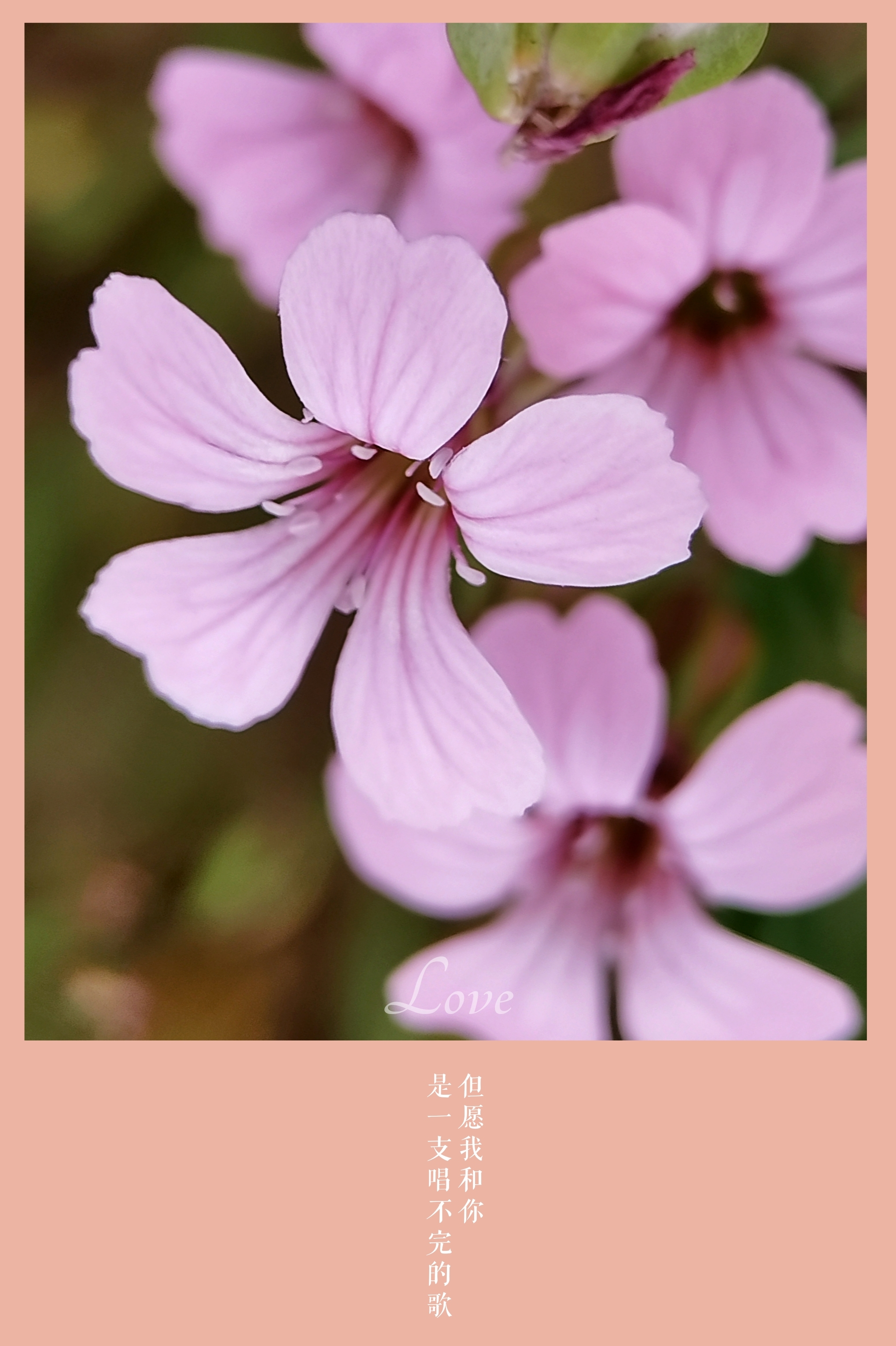 rauschert)是石竹科麥藍菜屬植物.