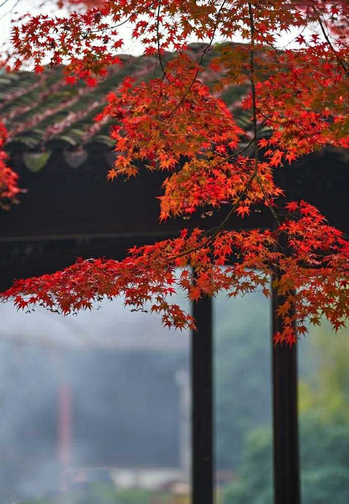 苏州怡园枫叶红!【原创首发】