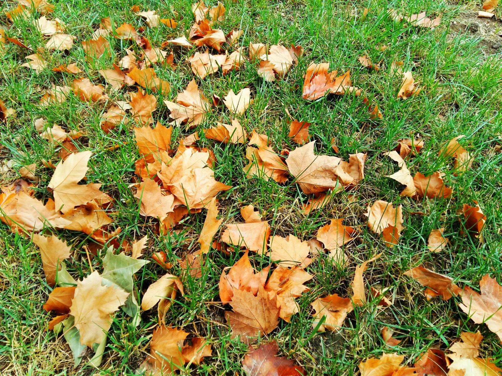 梧桐秋叶落【首发】