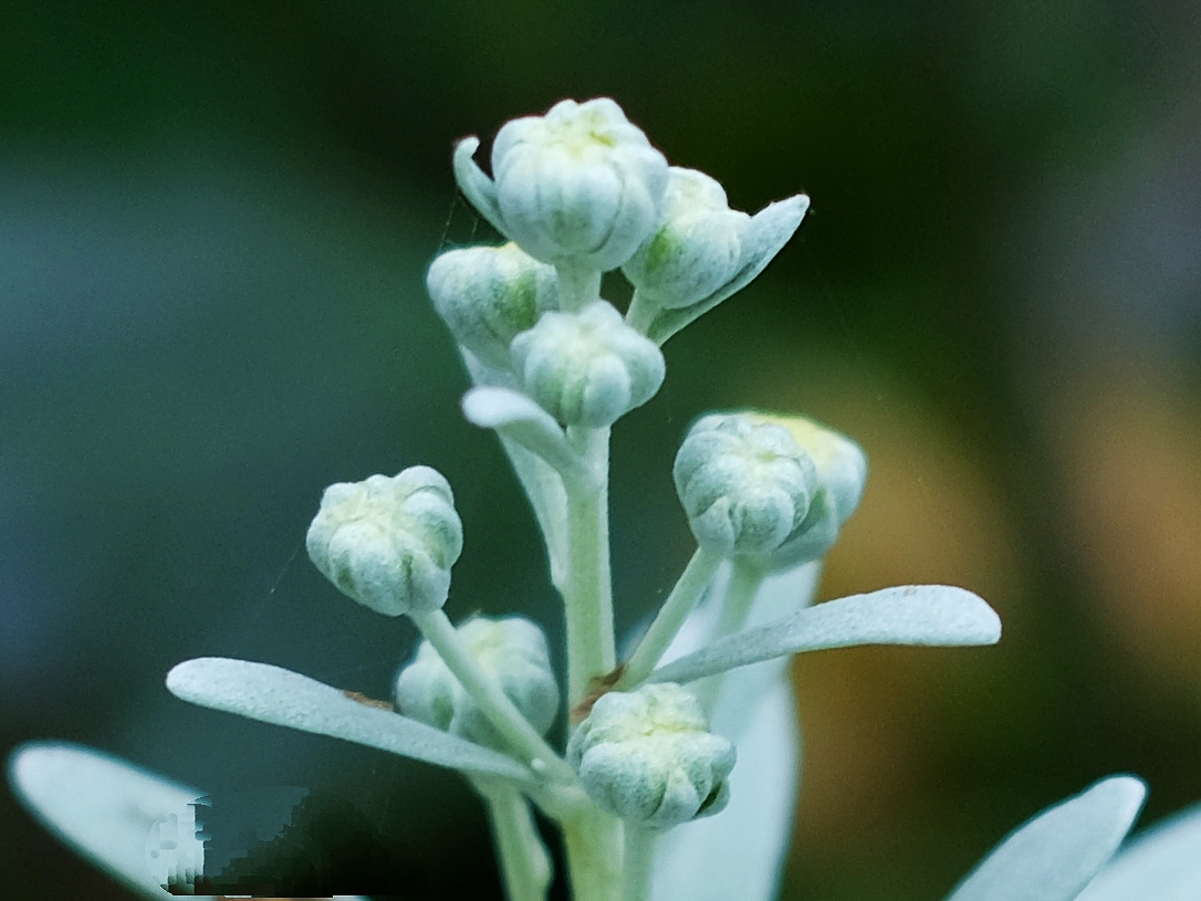 罕见的白叶菊*菊花蓓蕾