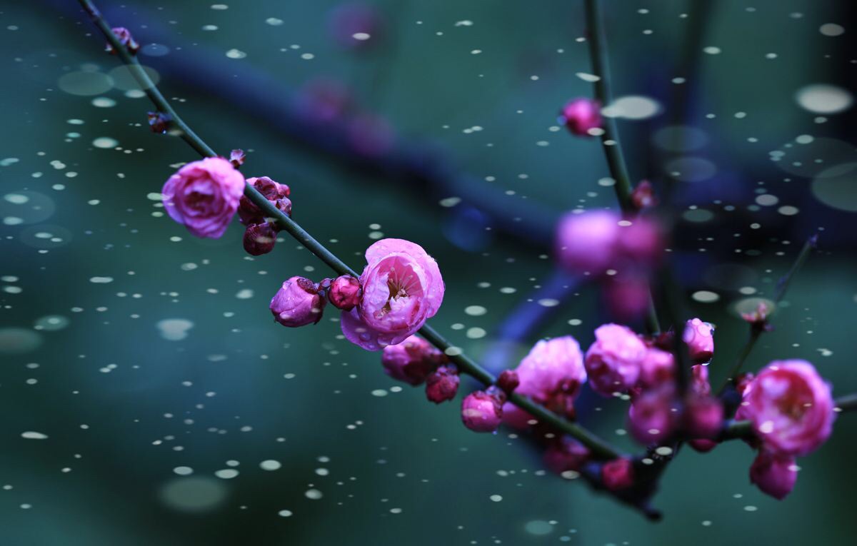 梅枝染雪,醉叹流年 文/枯叶秋蝉