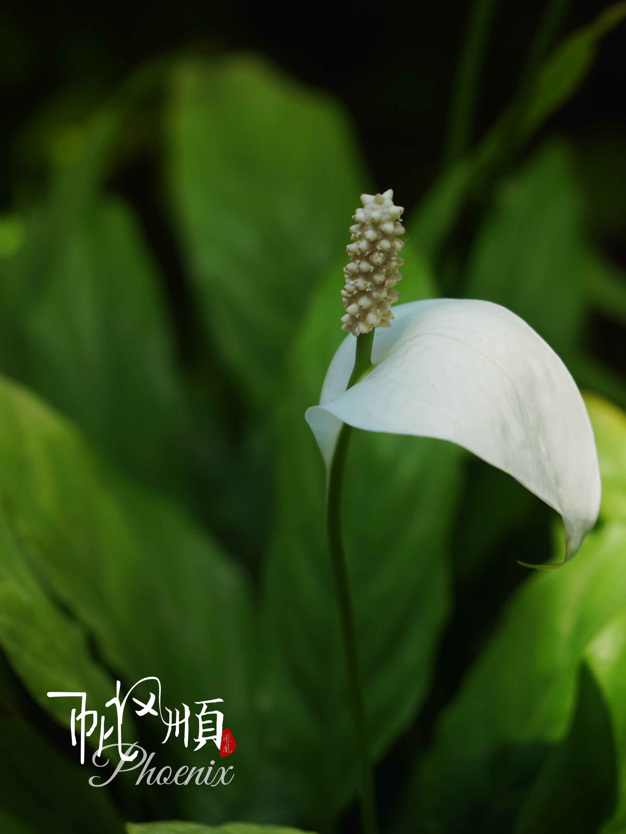 一帆风顺[首发]