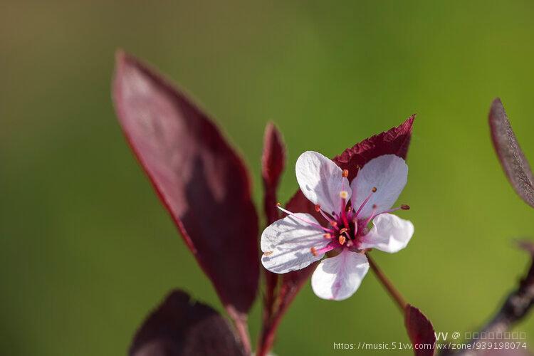 矮樱花是樱花的一种.它有着非常美好的花语:热烈,纯洁,高尚.