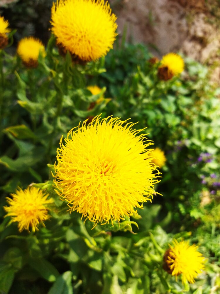 嘿嘿谁认识这些黄色毛茸茸的花首发
