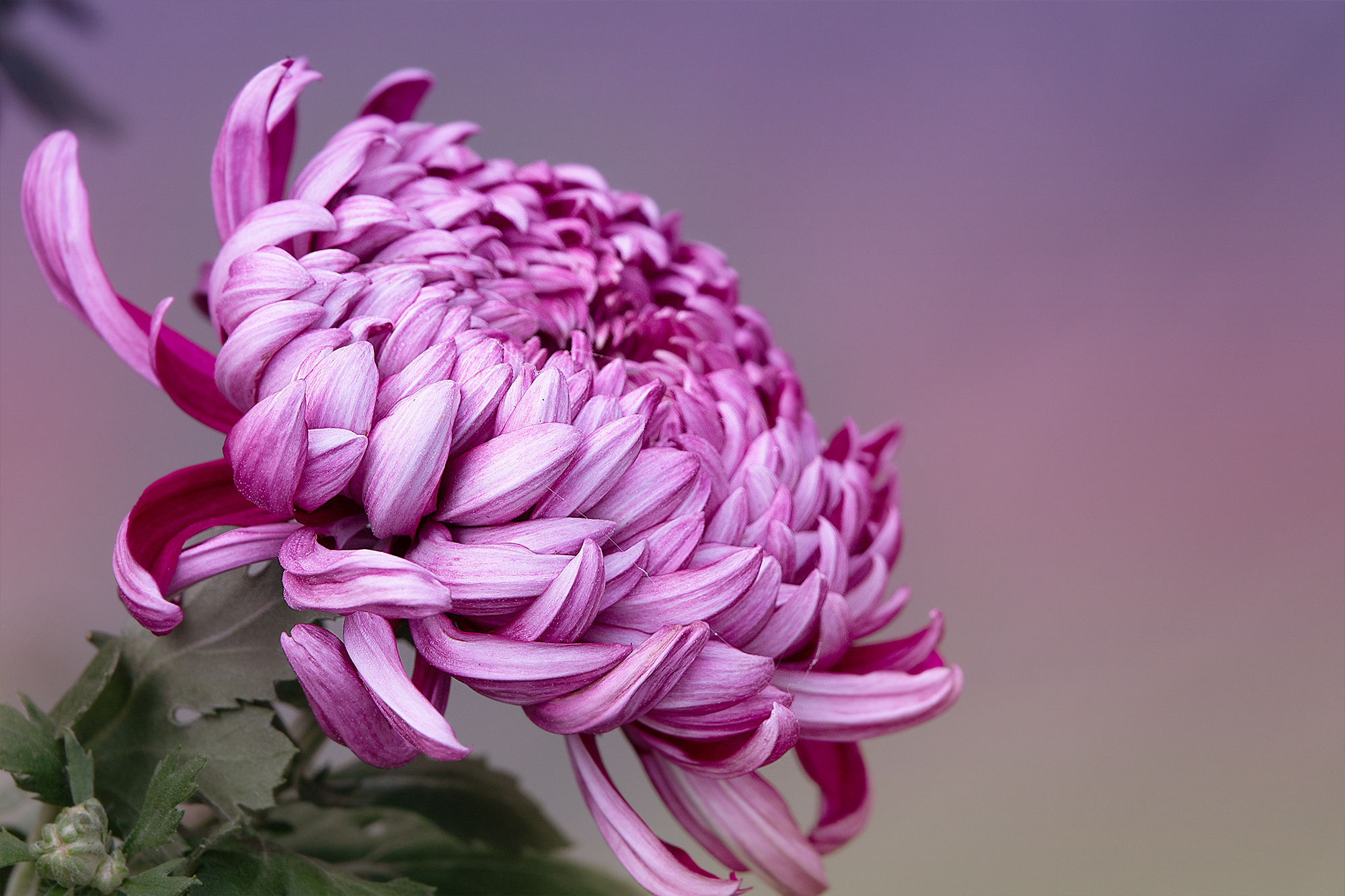 紫菊宜新寿,丹萸辟旧邪