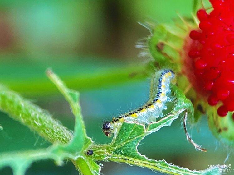 【首发】透明毛毛虫(一)