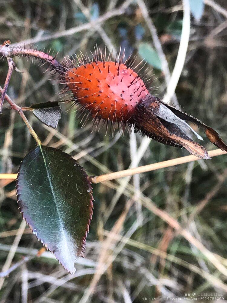 金樱照天晴首发