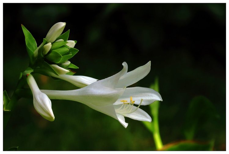 玉簪花