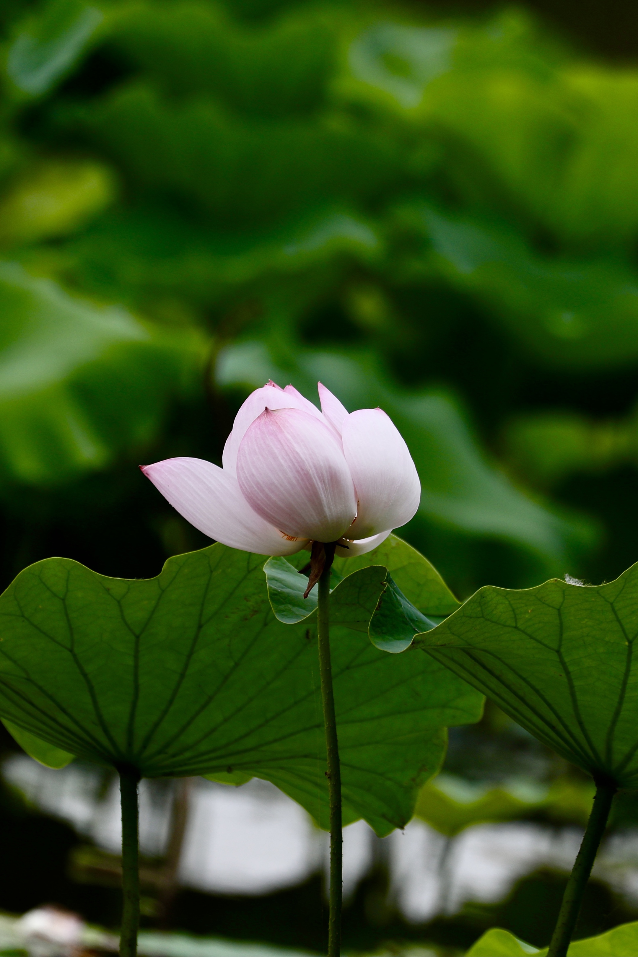 风摆荷叶催花开