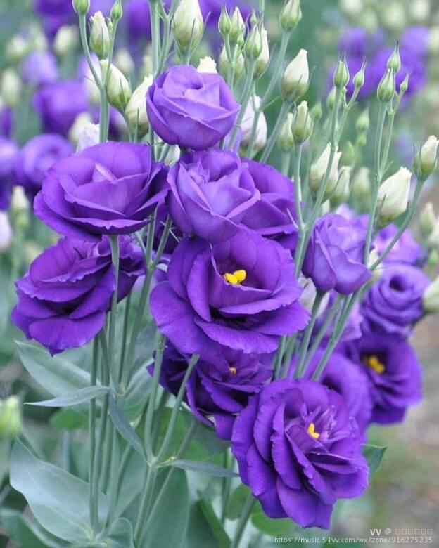 紫色洋桔梗花