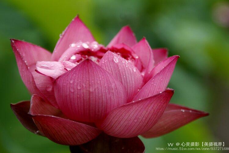 首发雨后荷花美的太