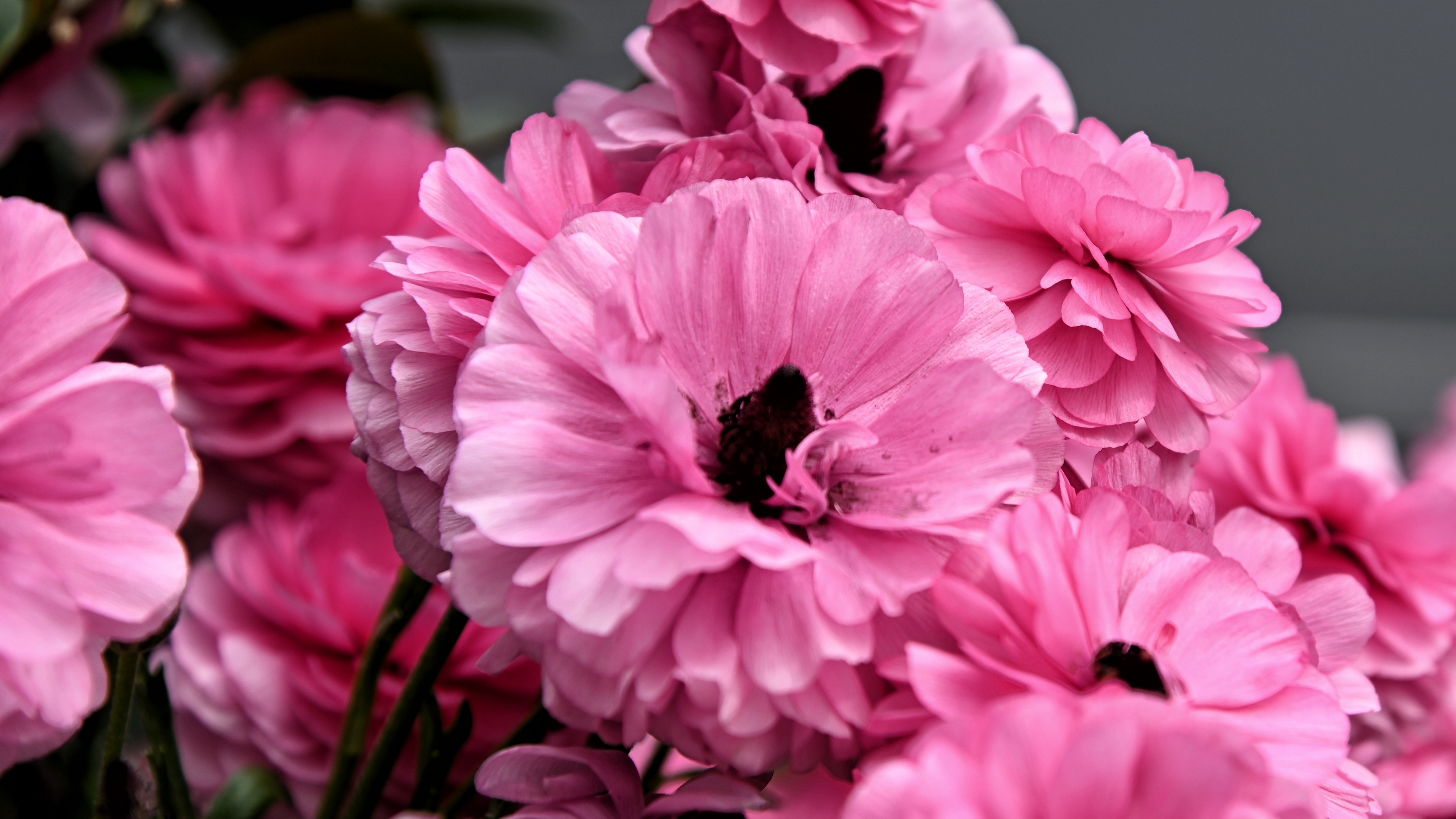 层层叠叠花毛茛