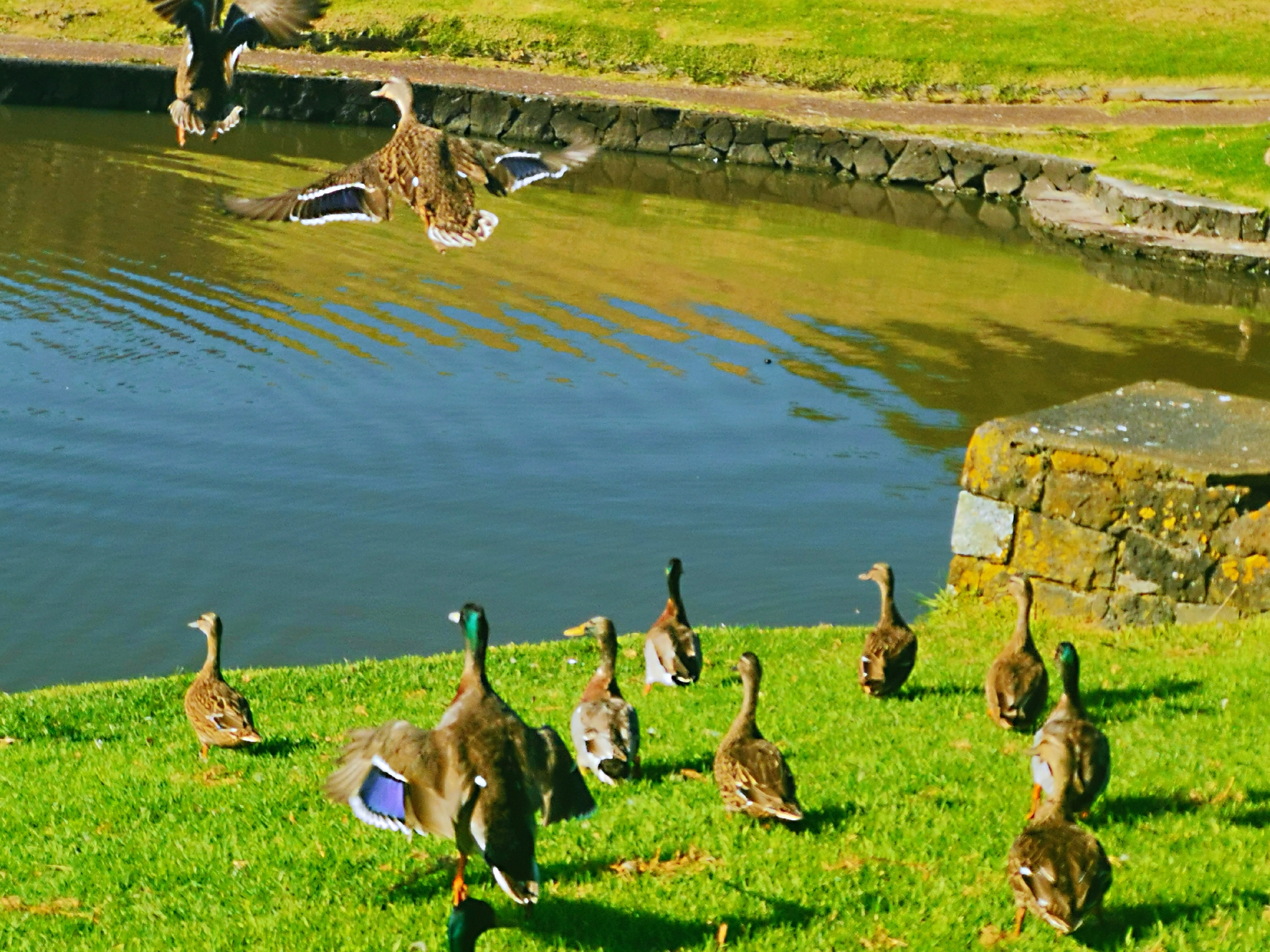 【原创首发】野鸭栖息地宁静祥和