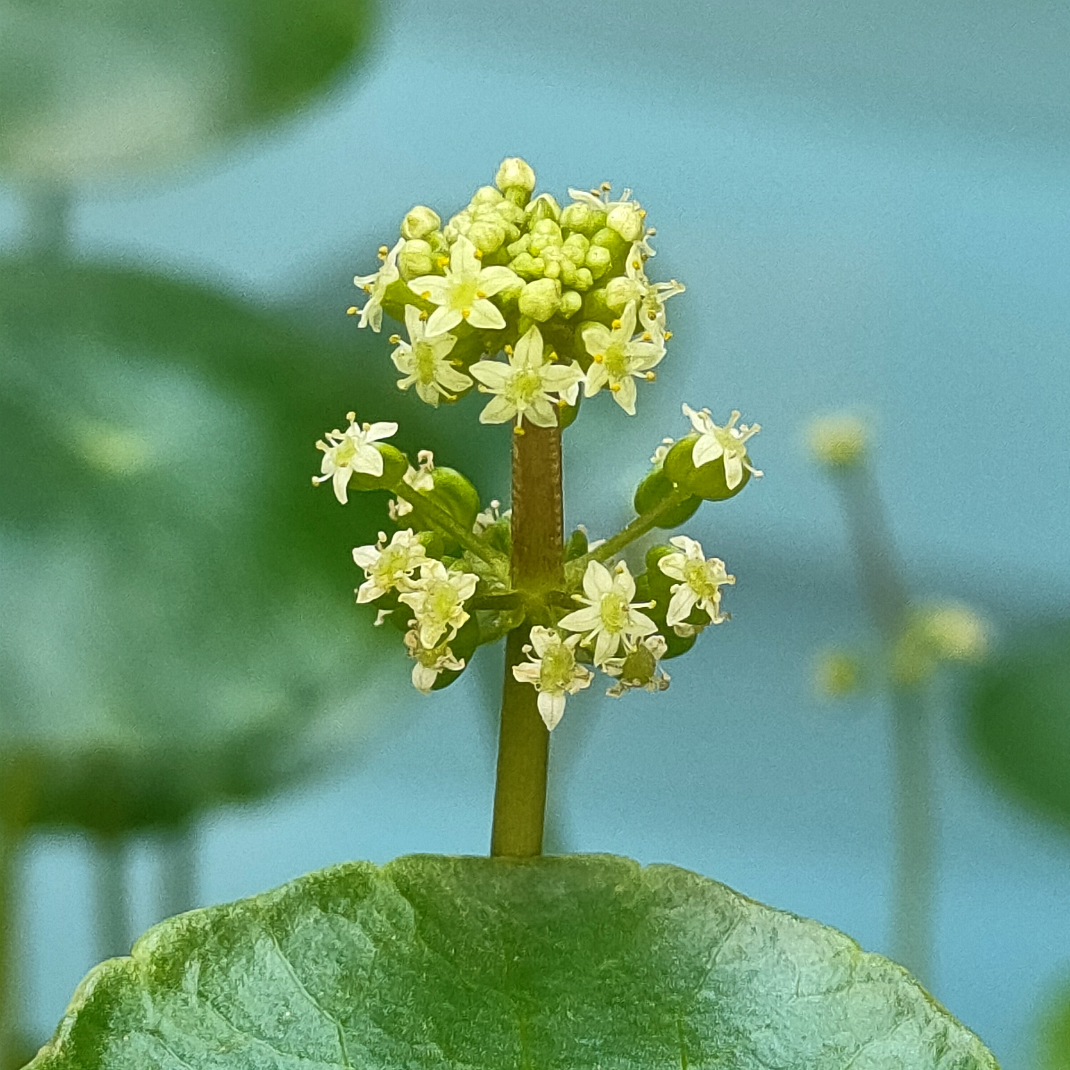 香菇草花【原创首发】