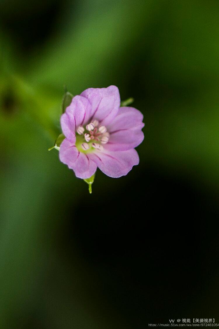 首发尼泊尔老鹳草