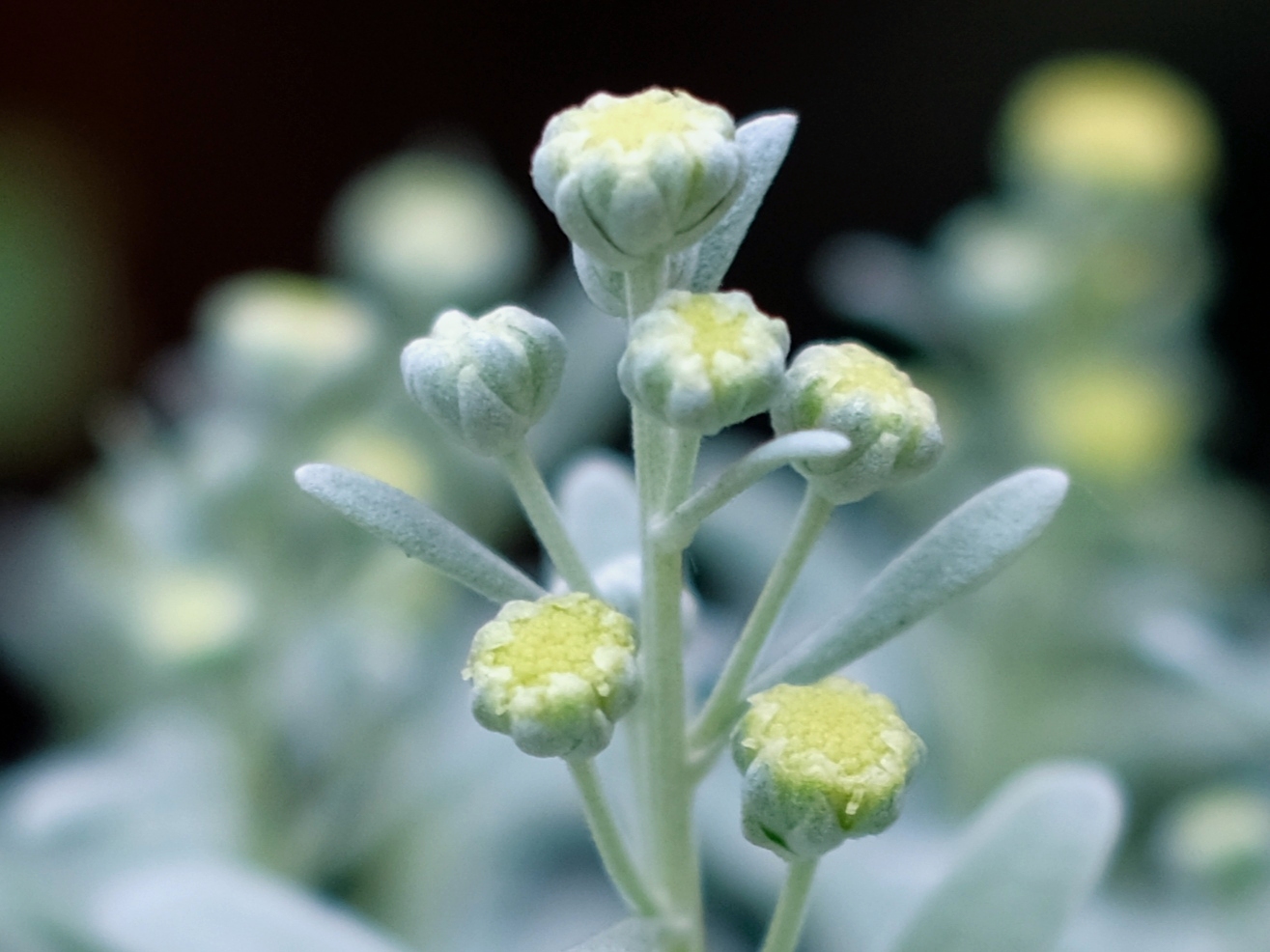 罕见的白叶菊*菊花蓓蕾