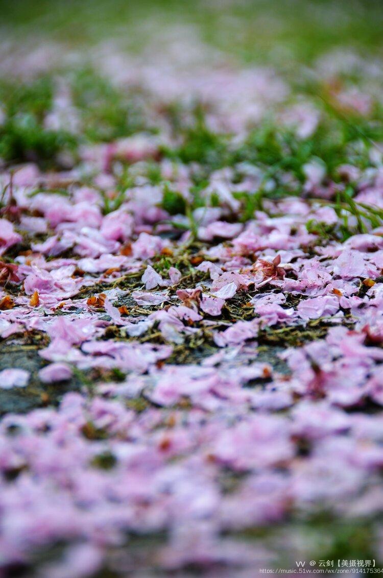 首发春雨一夜樱花落
