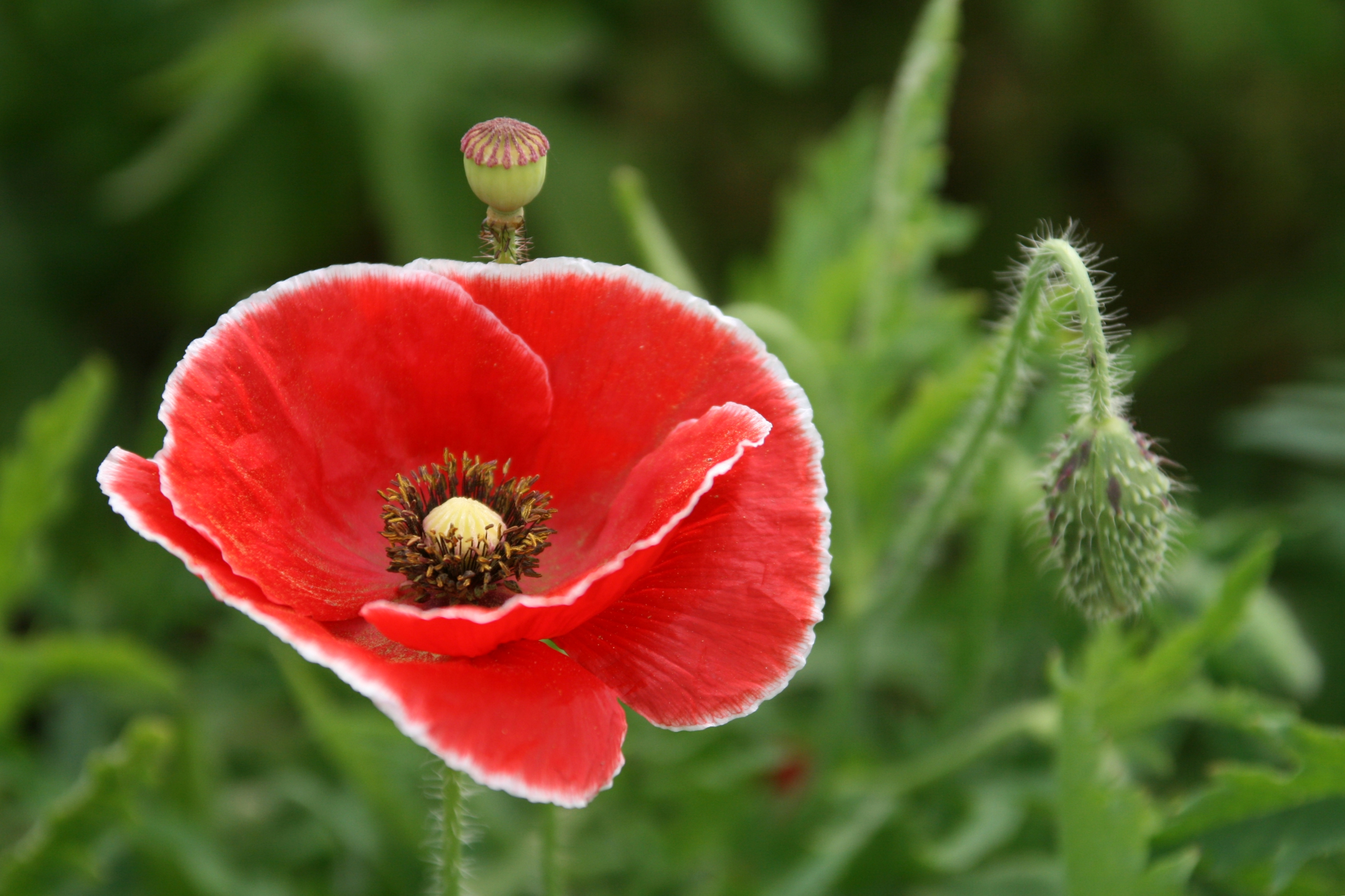 【首发】我镜头下的虞美人⑩