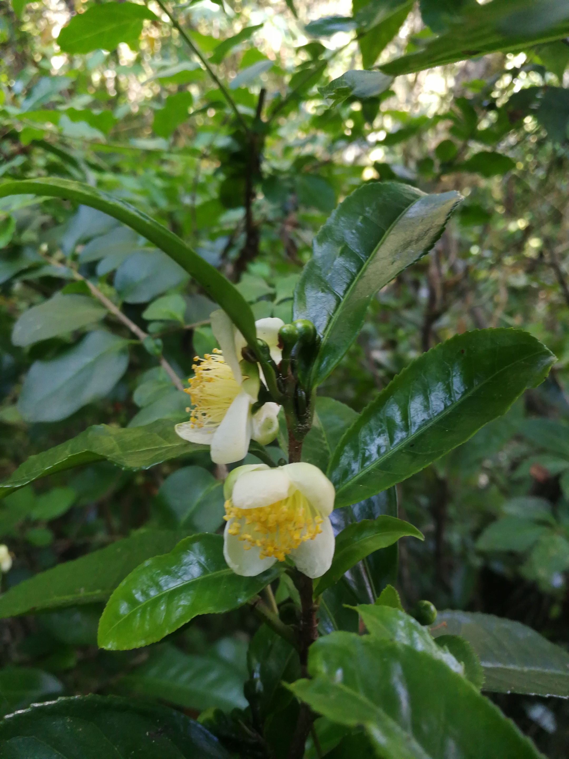 茶树是这样开花的